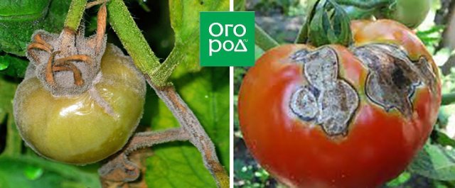 manchas en frutos de tomate