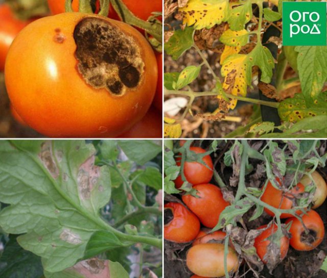 manchas en frutos de tomate