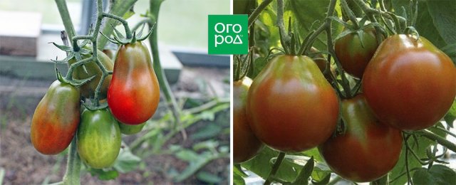 manchas en frutos de tomate