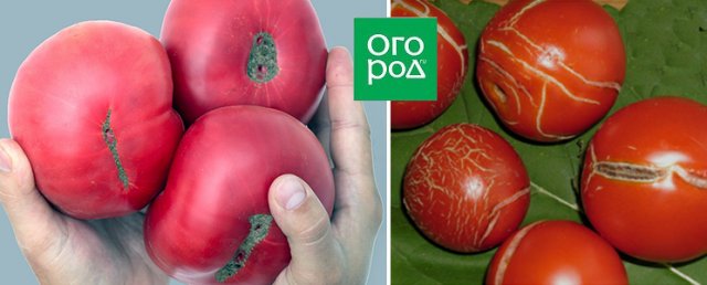 manchas en frutos de tomate