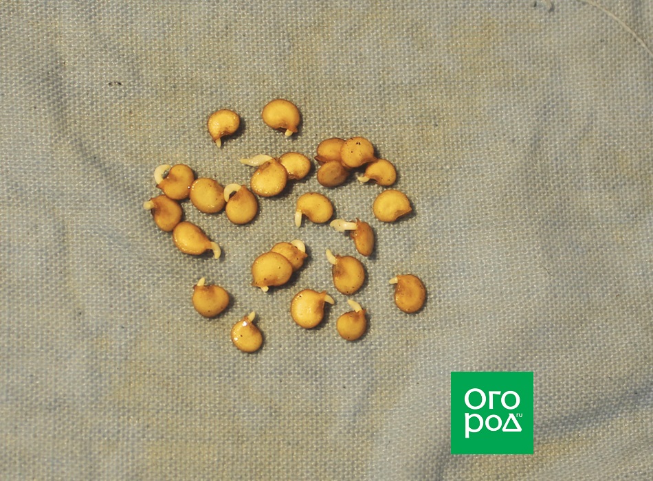 Semillas de pimiento