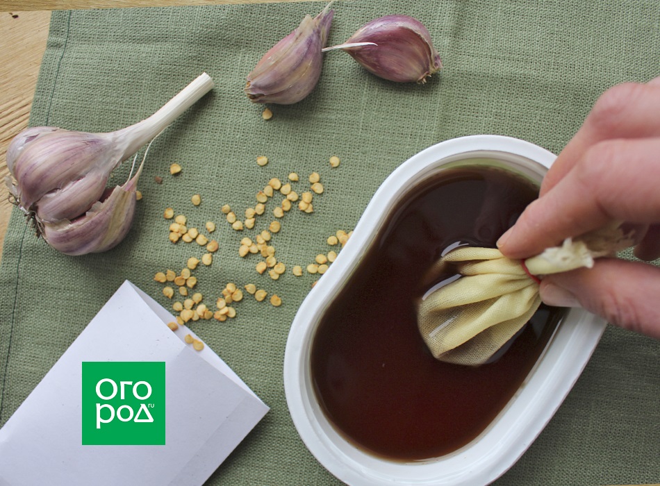 Preparación de semillas para siembra