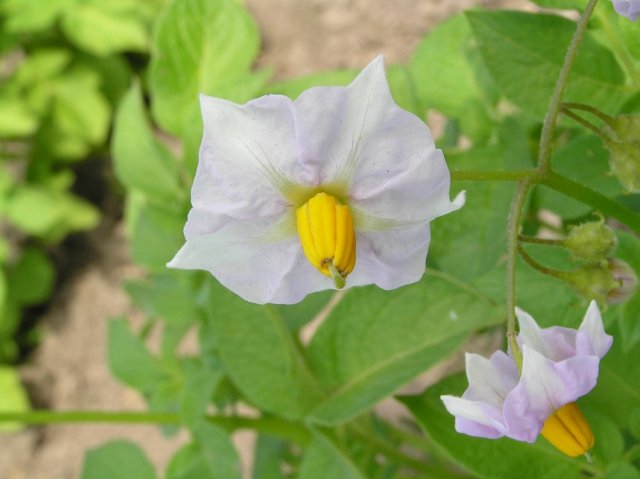 flores de patata