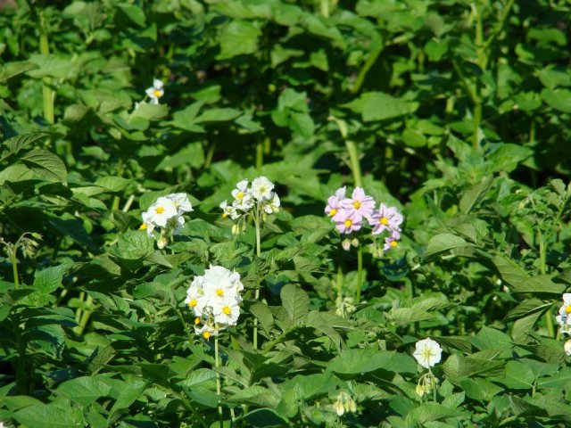 patata en flor