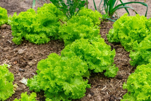 lechuga de hoja