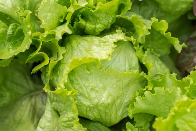 lechuga de cabeza