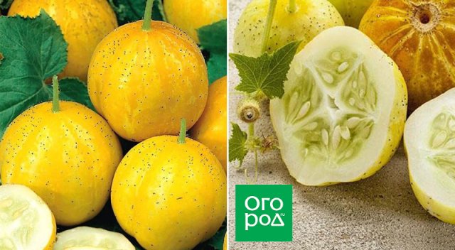 Ogurlimon