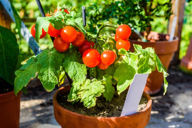 Etiquetas de papel para tomates