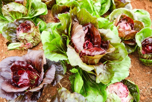 Ensalada de achicoria - escarola