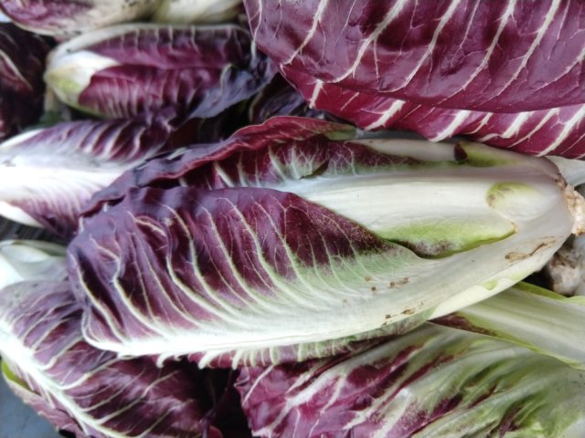 Achicoria roja, o radicchio