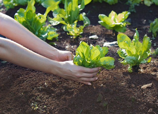Plantación de plántulas de escarola