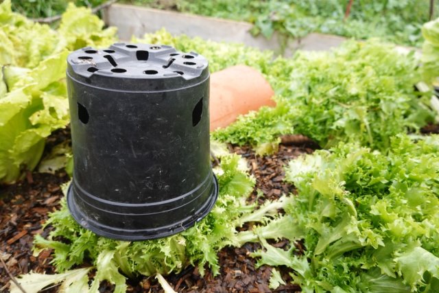 Blanqueamiento de ensaladas de achicoria