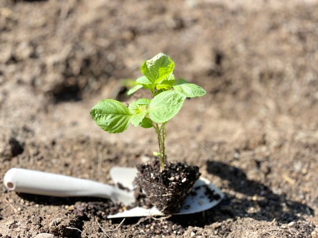 Cultivo de perilla a partir de semillas