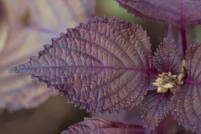 perilla vegetal