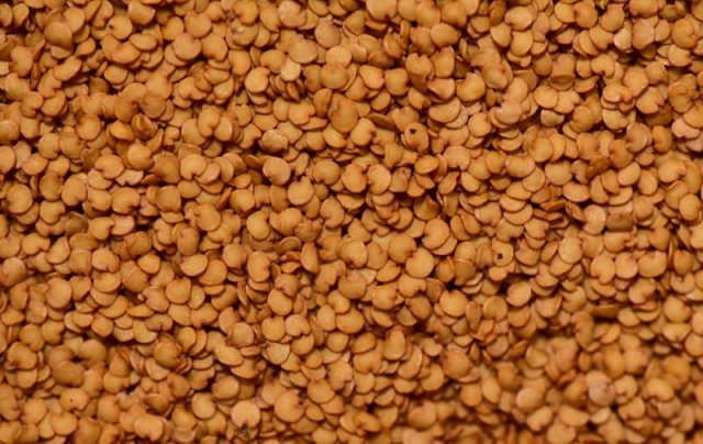 semillas de berenjena