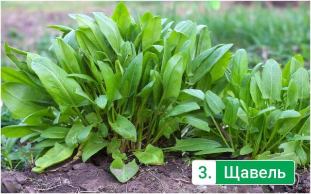 Sorrel