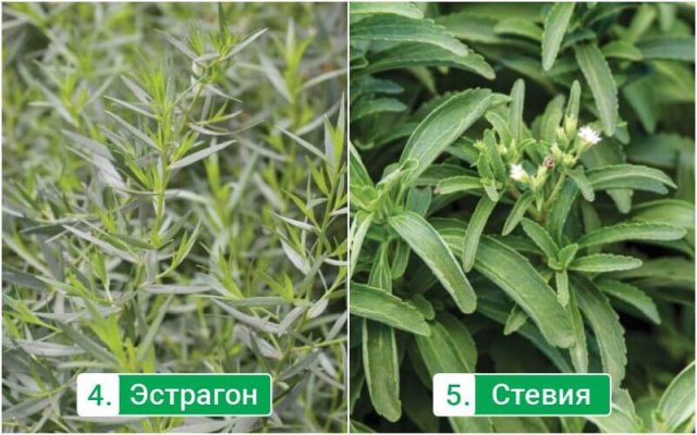 Estragón y stevia