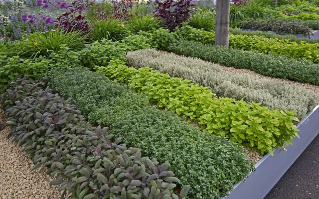 Consejos para cultivar hierbas