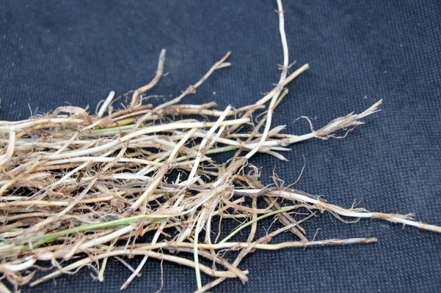 pasto de trigo