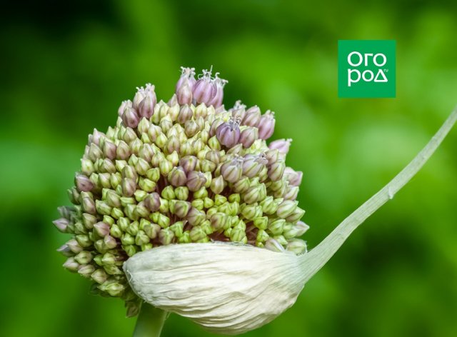 Ajo