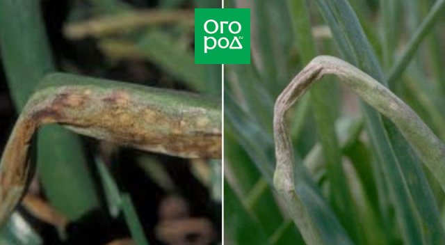 Manchas marrones y floración gris violácea en las hojas de ajo