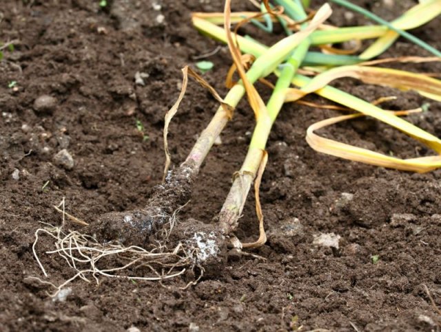 Manchas blancas y esponjosas con motas negras en la cabeza y las raíces del ajo.