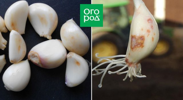 Pequeñas manchas marrones y llagas en los dientes de ajo.