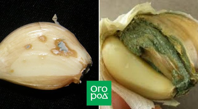 Manchas marrones con una capa verde azulada en los dientes de ajo