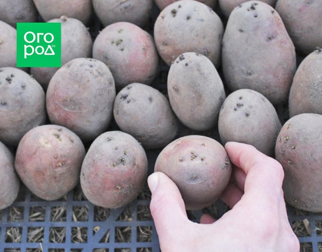 Cómo preparar adecuadamente las patatas para la siembra
