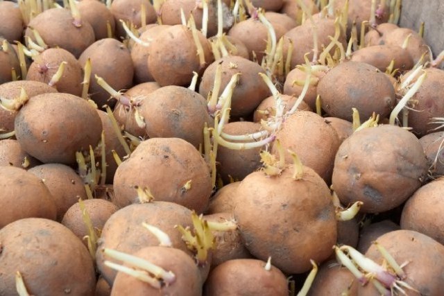 Cómo preparar adecuadamente las patatas para la siembra