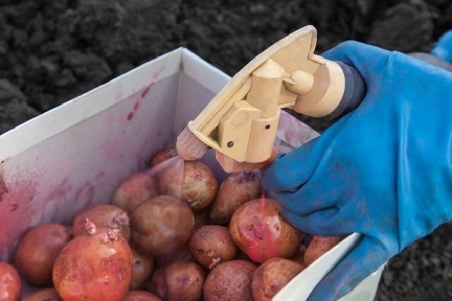 Cómo preparar adecuadamente las patatas para la siembra