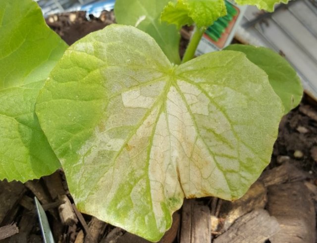 Quemaduras de sol en hojas de pepino