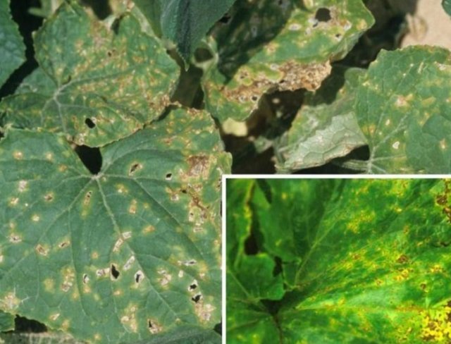 Bacteriosis de los pepinos