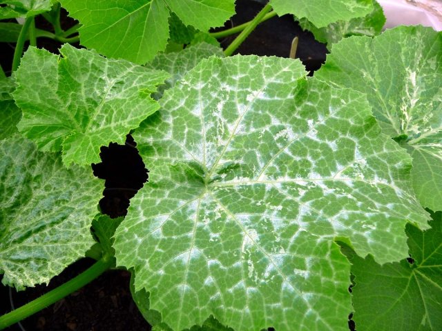 Mosaico blanco sobre hojas de pepino