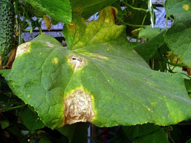 Antracnosis en hojas de pepino