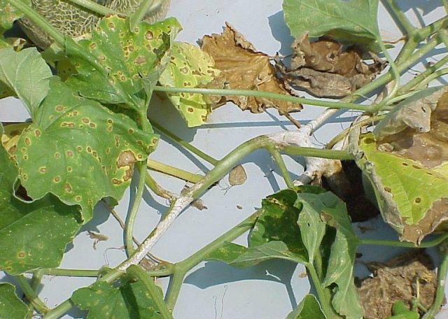 Alternaria en hojas de pepino
