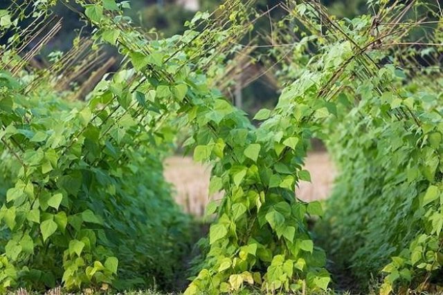 Cómo atar guisantes en un parterre. Foto: