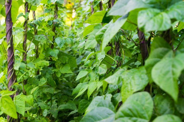 Cómo atar guisantes en un parterre. Foto: