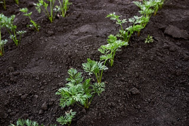 aclareo de zanahorias
