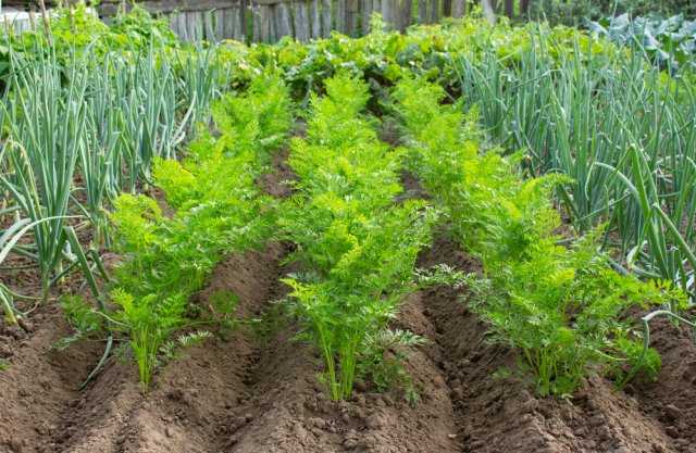 plantando zanahorias