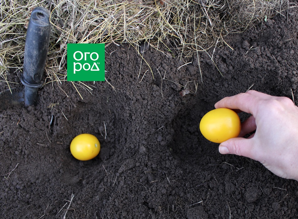 Plantando tomates