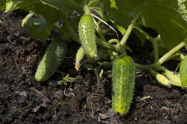 Cómo alimentar pepinos