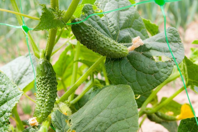 ¿Con qué puedes alimentar a los pepinos?