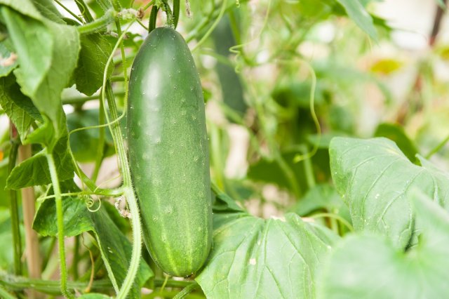 Alimentando pepinos con levadura