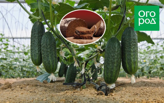 Alimentando pepinos con infusión de pan