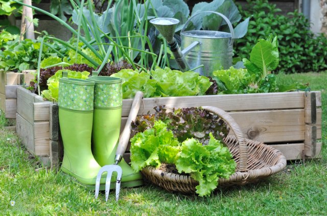 Cómo desherbar y ralear las verduras