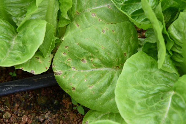 Enfermedades y plagas de la vegetación