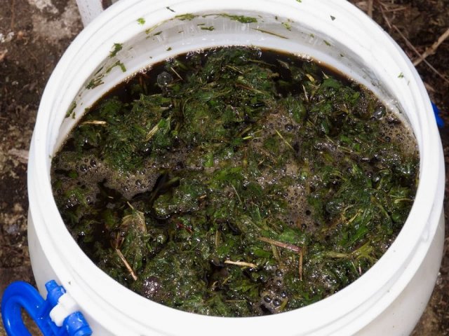 infusión de ortiga