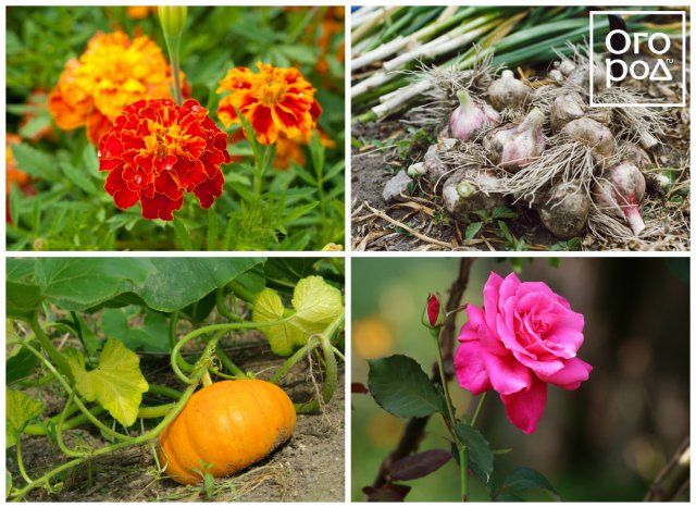 Jardín decorativo, o cómo cultivar flores y verduras en un mismo huerto