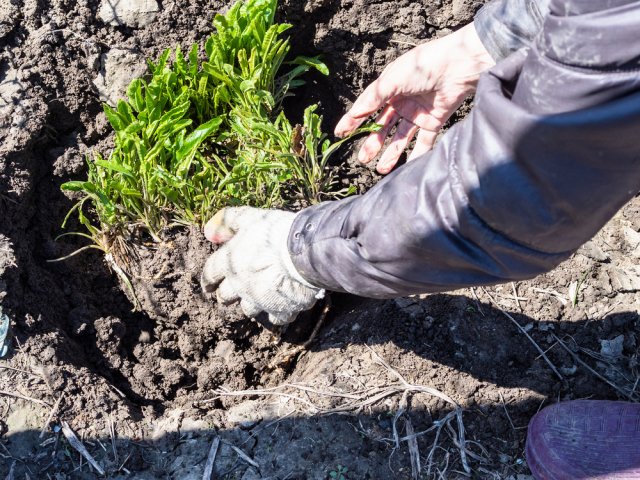 plantando rábano picante